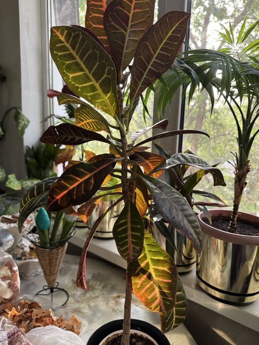 Кротон - комнатное растение