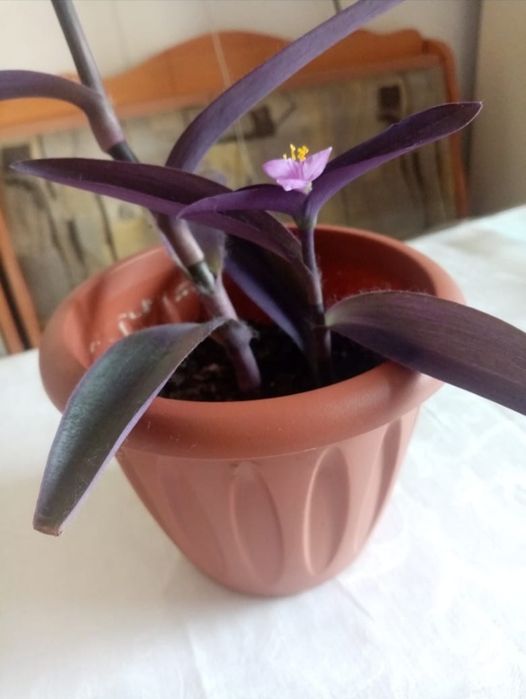 Продаю комнатные цветы