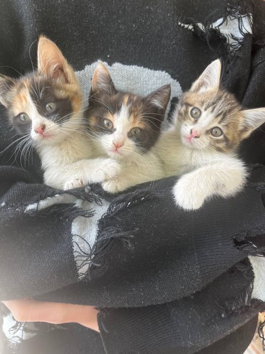 Отдам котят (2 девочки) трехцветные 3 месяца