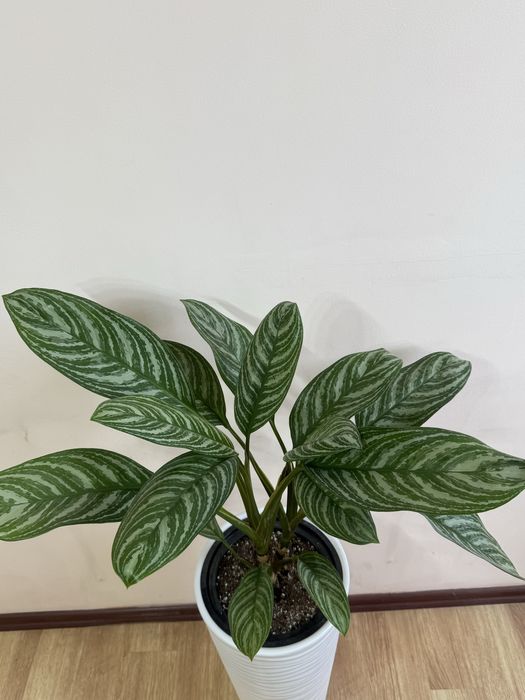 Аглаонема Страйпс напольная