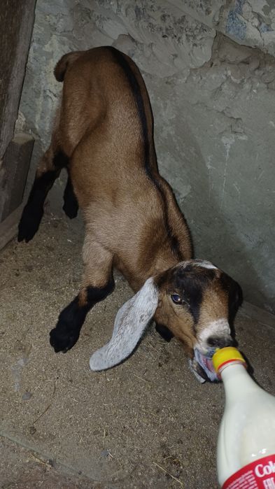 Продам козлика. Нуб-Битал