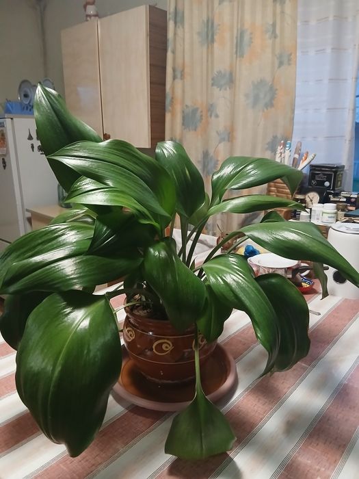 Амазонская лилия