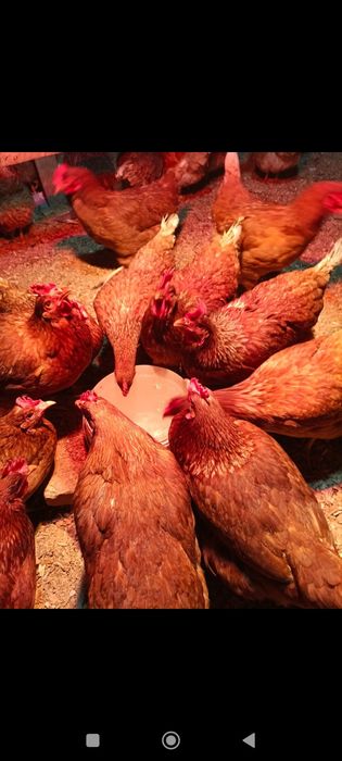 Куры ломан Браун