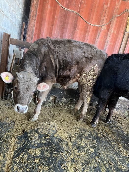 Продам Бычков. Подсосы. 8 месяцев