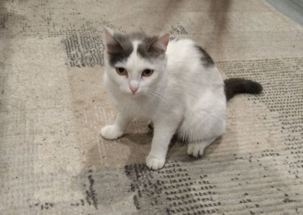 Пропала кошка Мурка!!! Байсерке, улица Достык!