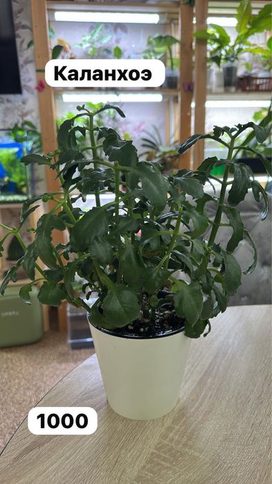 Комнатные растения