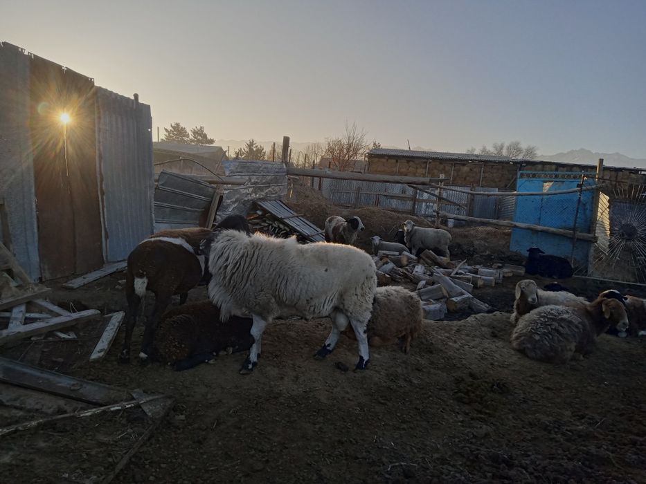 Продам қочқар годавалый