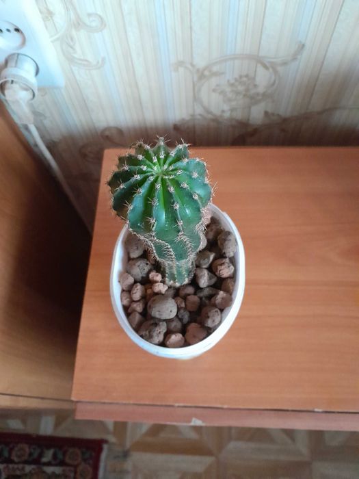 Кактус среднего размера продам