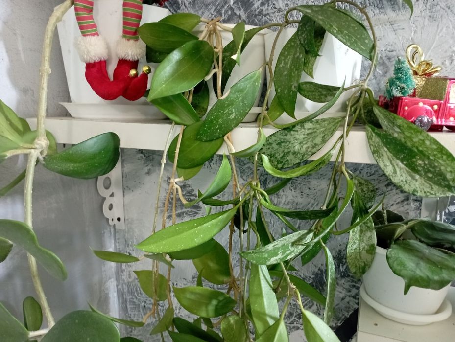 Комнатные растения