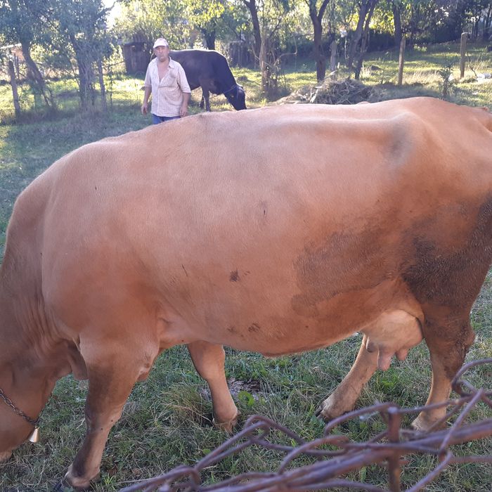 Vand vaca de lapte