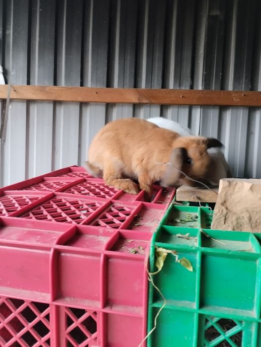 Продам кроликов мальчик и девочка