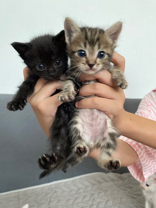 Котята в заботливые руки