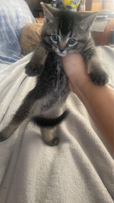Тикированный  Британский котёнок