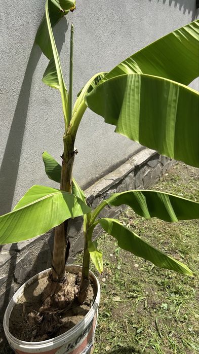 Banani / Bananieri