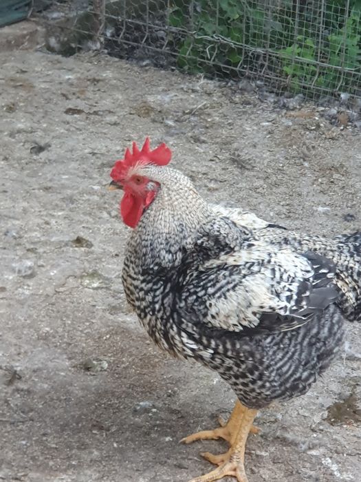 Cocoși de vânzare atât vii cât și tăiați