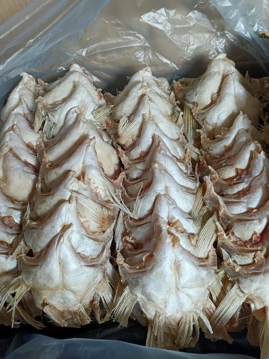 Плавник судака крупный кг 1500