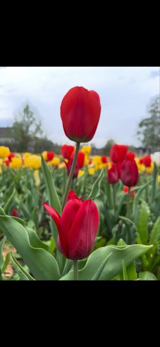 Луковицы тюльпанов