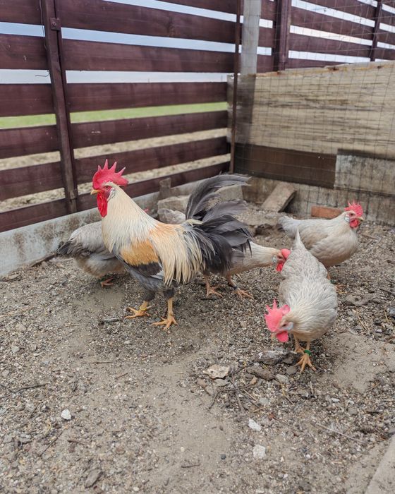 Ouă pt incubat italiana perlată