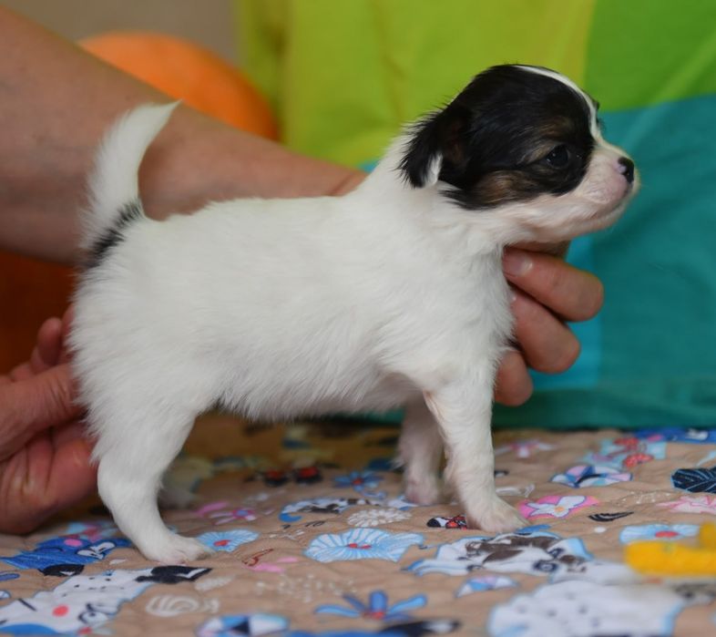 Щенки папийончики