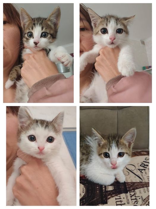 Отдам котят бесплатно