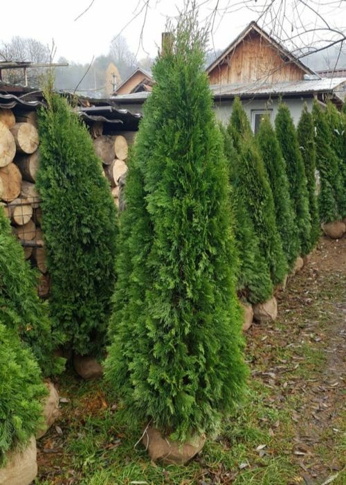Pepeniera de tuia smaragd si columnaris [ smarald & columna