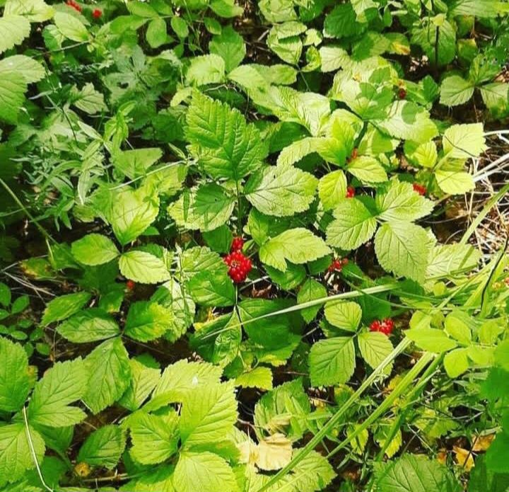 Ферма, Фазенда, Откорм площадка