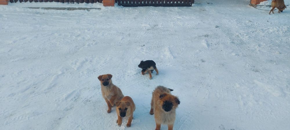 Одам шенят хорошие руки