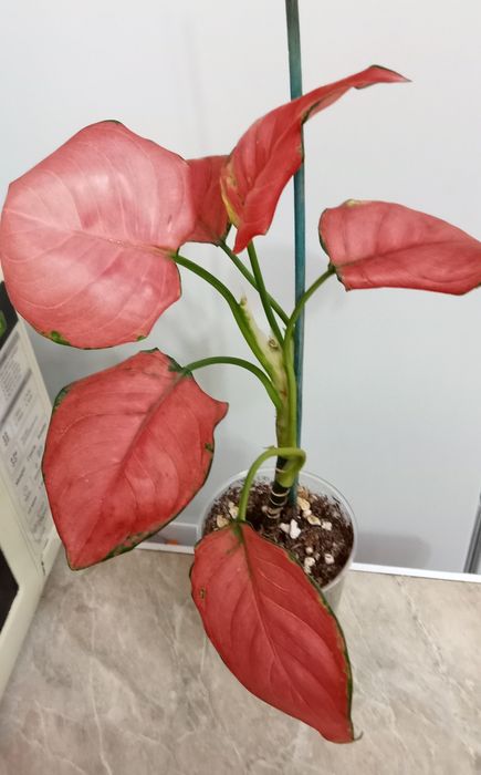 Продам комнатные цветы