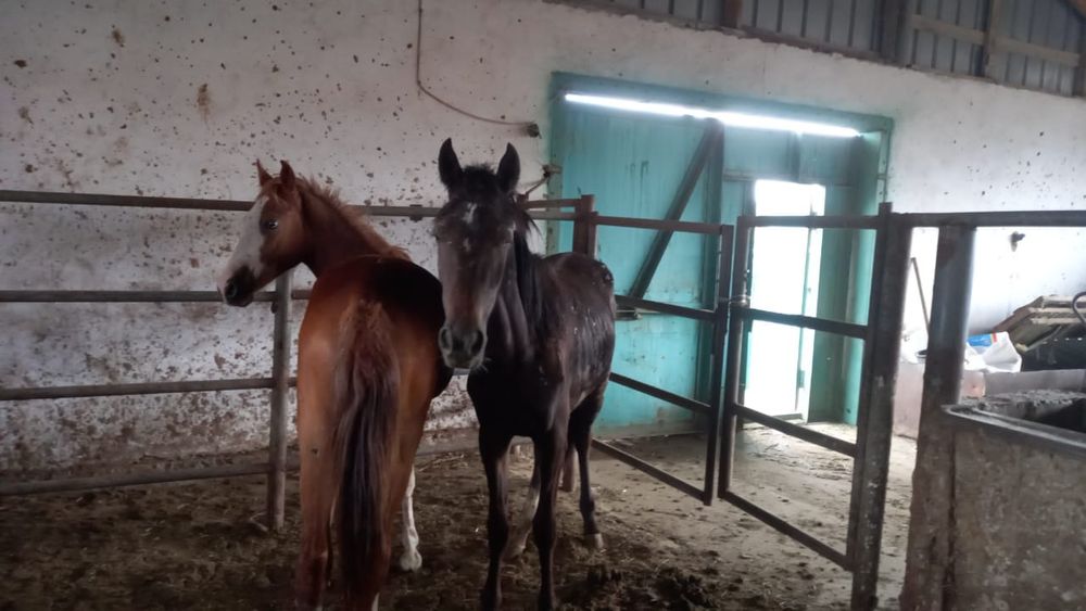 Тайлар,байталдар сатылады