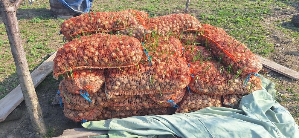 Stufat pentru ceapa verde