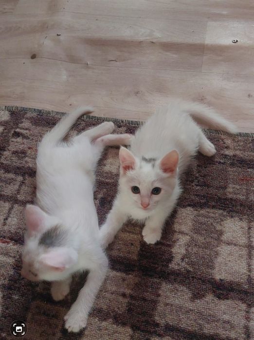 Отдам котят в хорошие руки