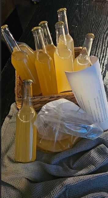 Cultura Kombucha (SCOBY) + starter ceai 100% natural – kit complet