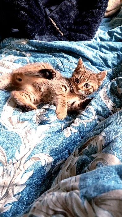 Продается котёнок, мальчик, почти 2 месяца