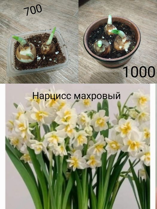 Комнатные растения продажа
