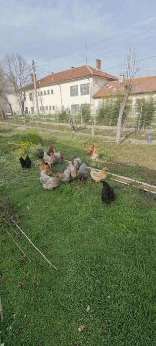 Яйца от селски пасящи кокошки!