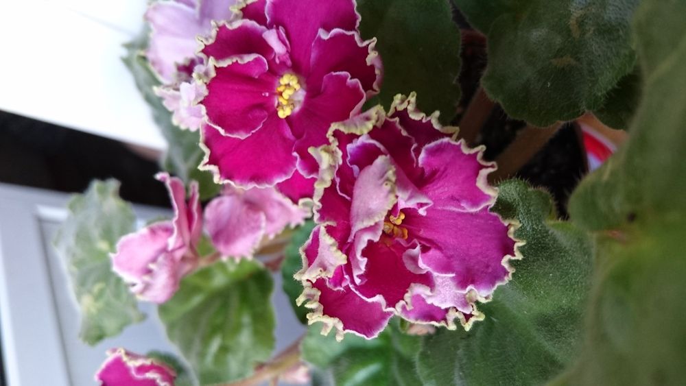 Продам сортовые фиалки, деток, листики!!