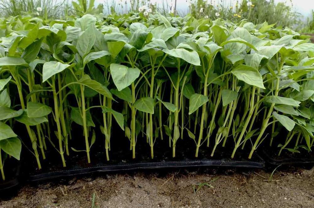 Răsaduri profesionale (hibride) de vânzare- livrare la domiciliu