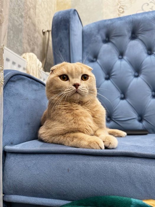 Skotish Fold sotiladi