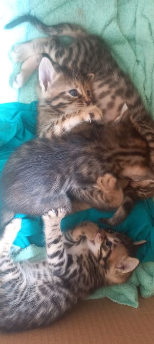 Полубенгальские котята