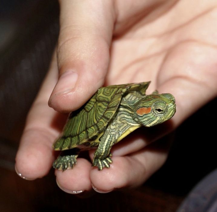 Продам красноухих черепах