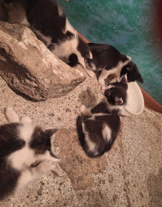 Котята 3 месяца мальчики и девочки