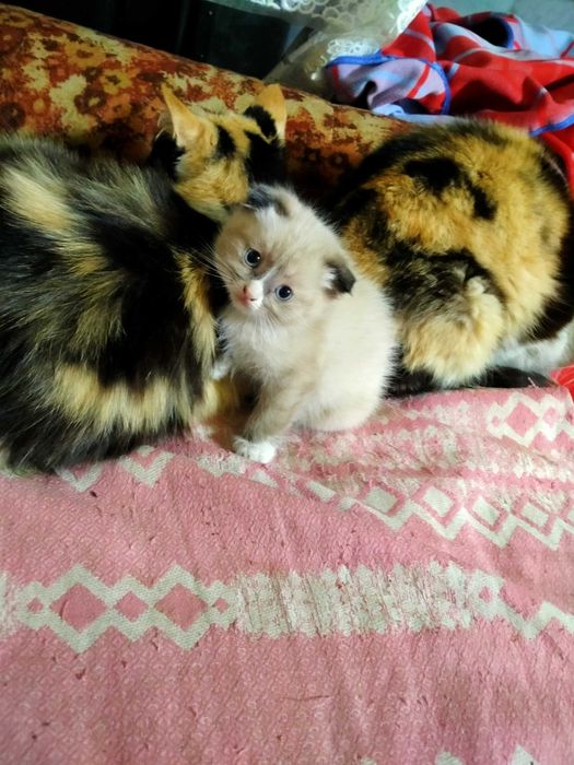 Отдам котят в добрые руки