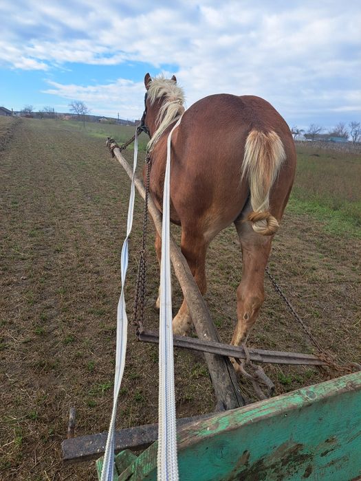Vând mânz blond de un an și 4 luni