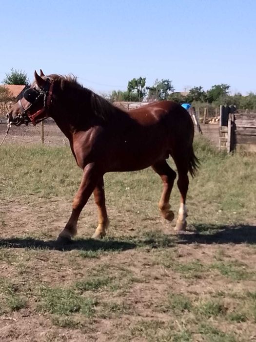 Vand manz de aproape doi ani