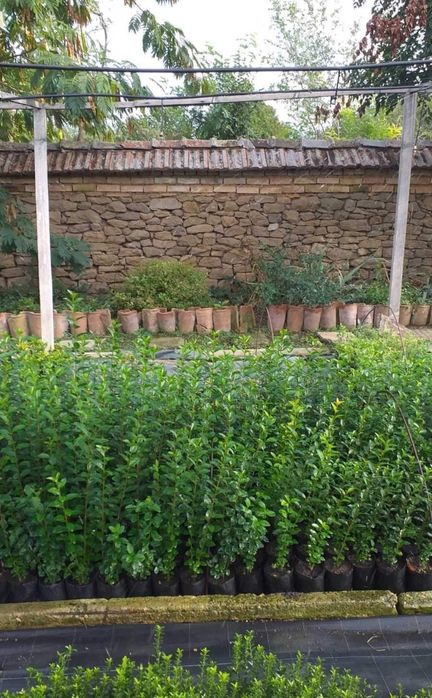 Озеленяване и поддръжка за вашата градина