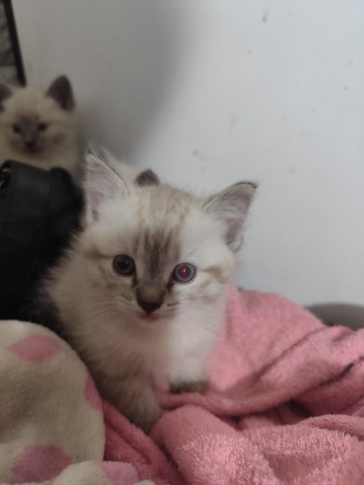 Котята невской маскарадной