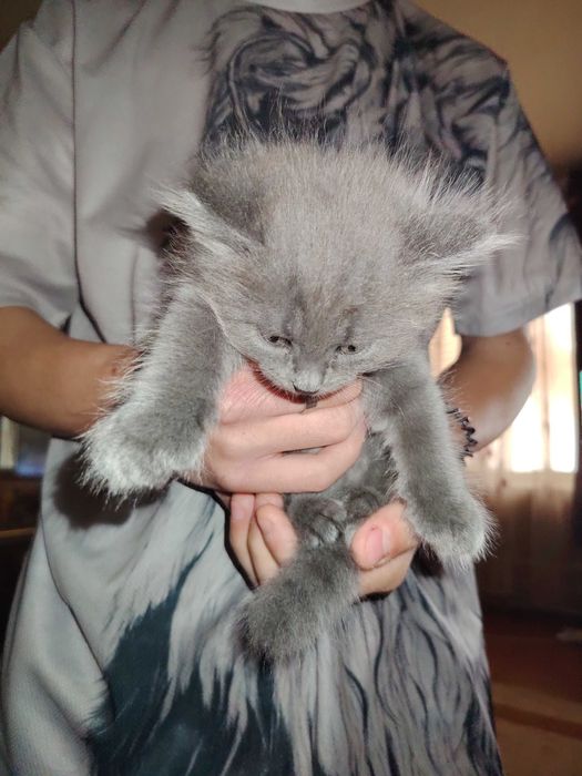 Отдадим очень красивых котят даром