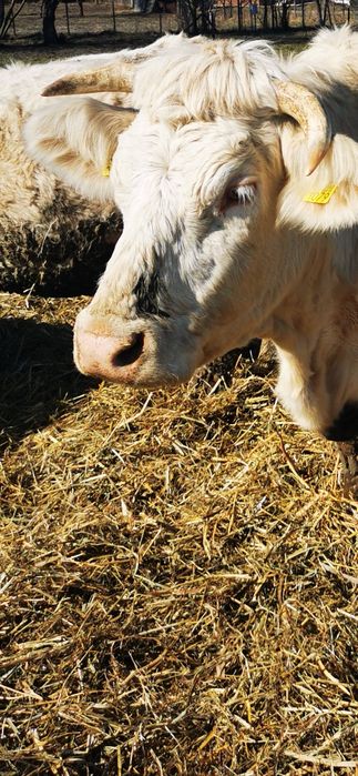 Vand  vaca  rasa de carne Charolaise