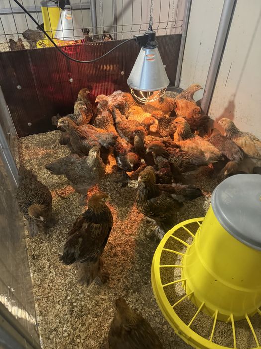 Pui brahma potarnichiu pe negru si pe albastru