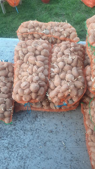 Cartofi de samanta de Covasna